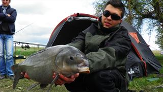 Buffalo Carp - Tancabsti